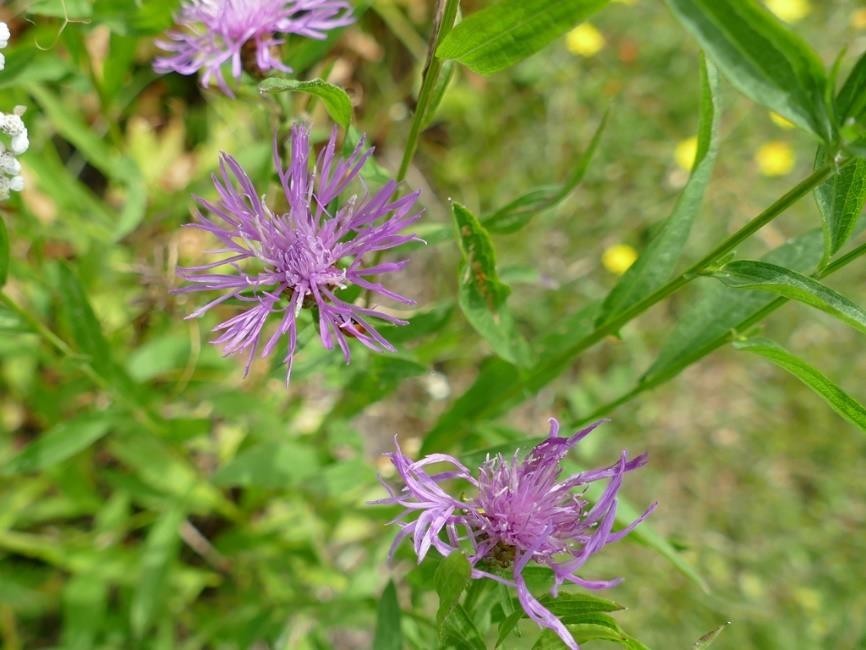 Wiesen-Flockenblume