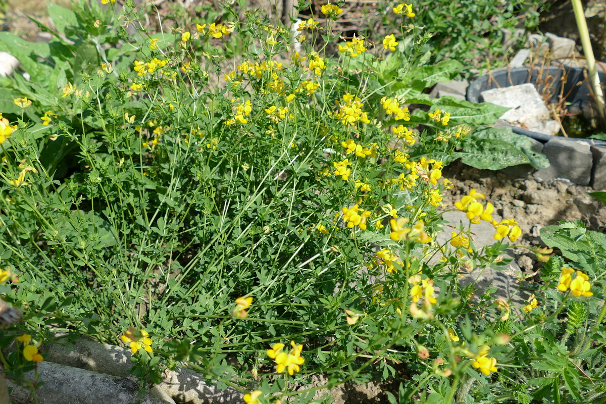 Hornklee Lotus corniculatus volle Blüte im Sommer