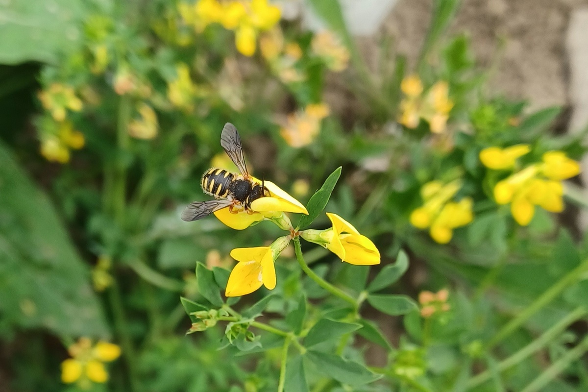 Felsen-Wollbiene Anthidium oblongatum an Hornklee