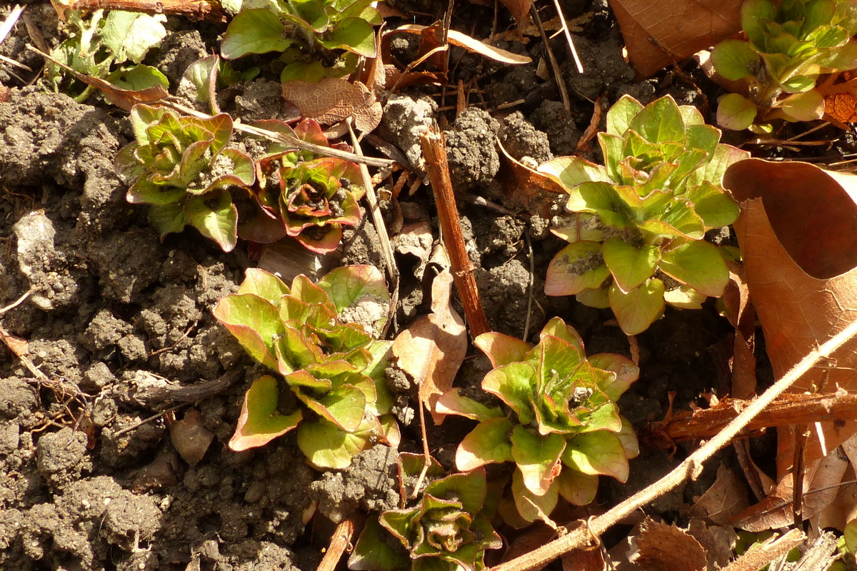 Frischer Austrieb Punktierter Gilbweiderich Lysimachia punctata im März