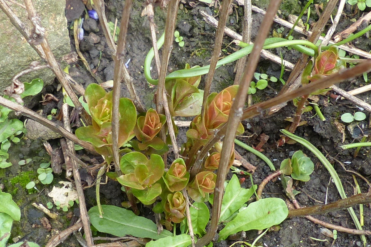 Blutweiderich