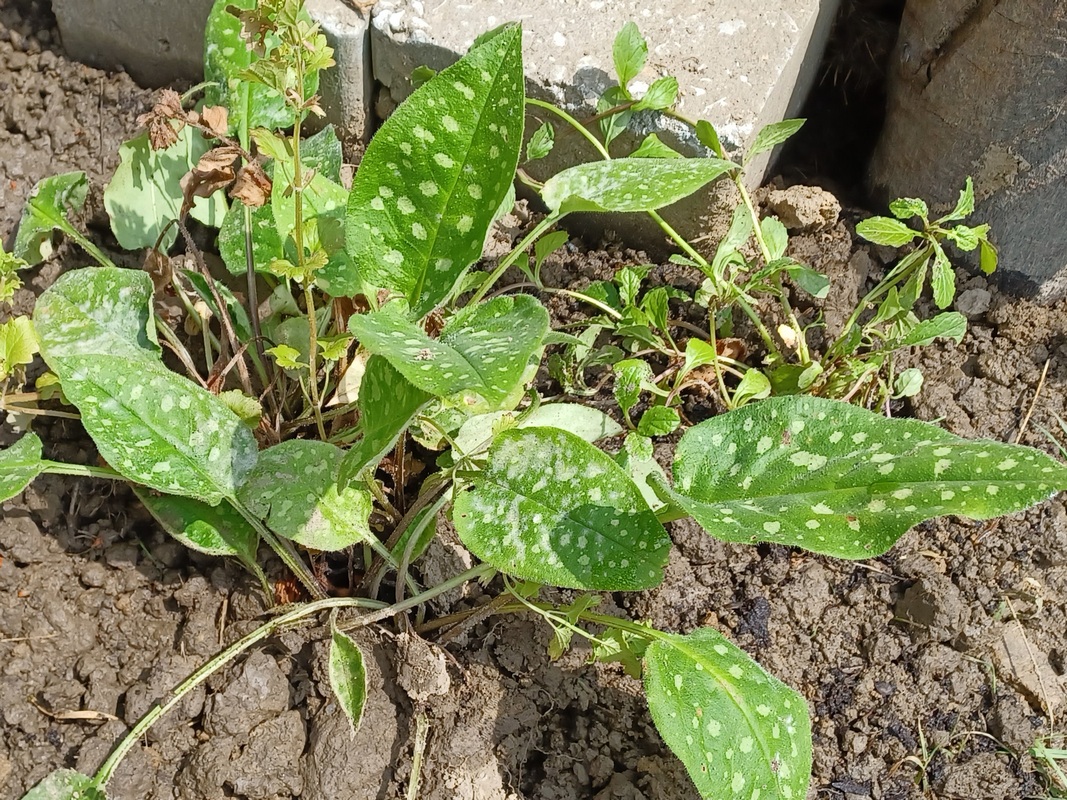Lungenkraut / Geflecktes Lungenkraut