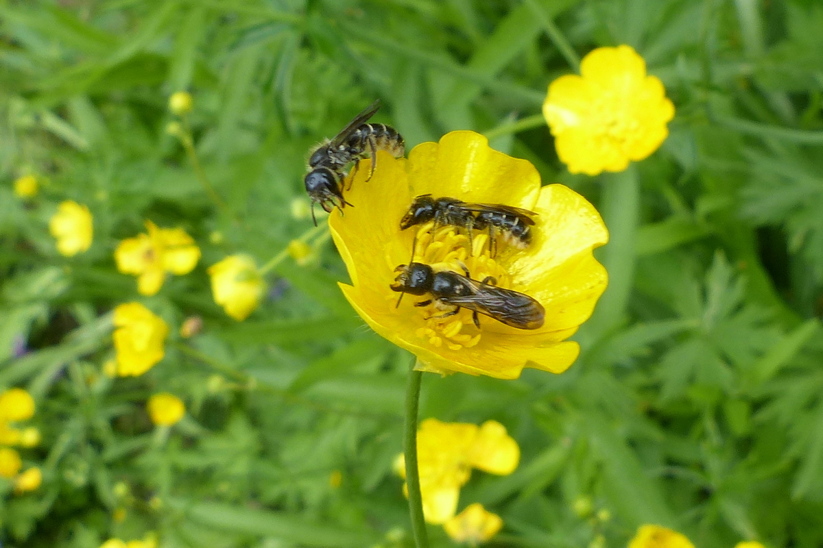 Drei Hahnenfuß-Scherenbienen Chelostoma florisomne beim Pollensammeln