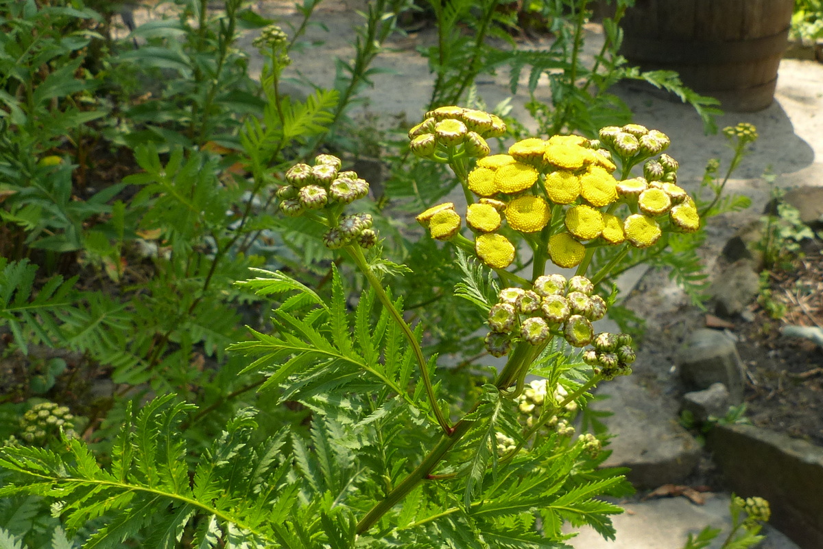 Die Blüten des Rainfarn im Juli
